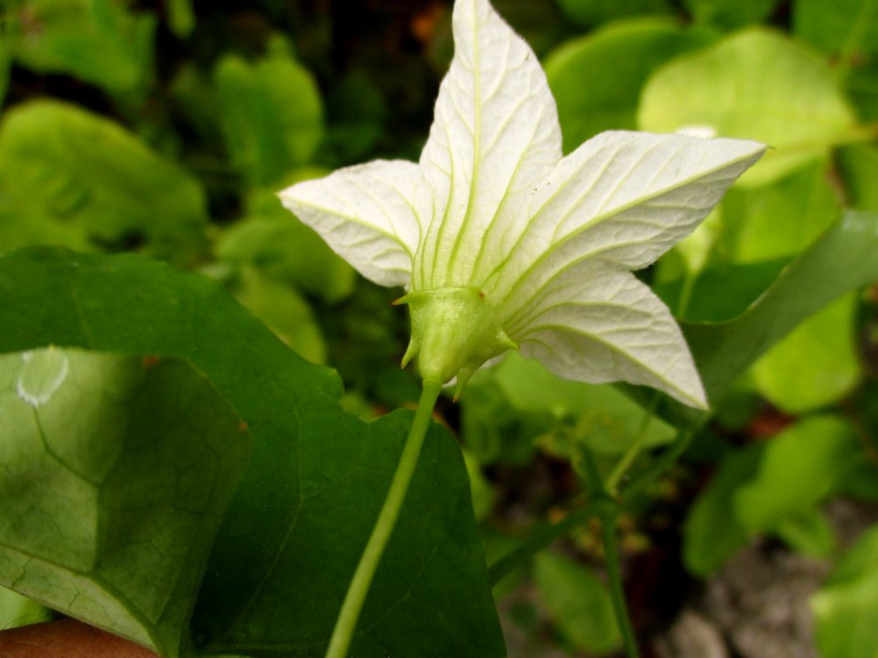 Ivy gourd (Coccinia grandis) flower