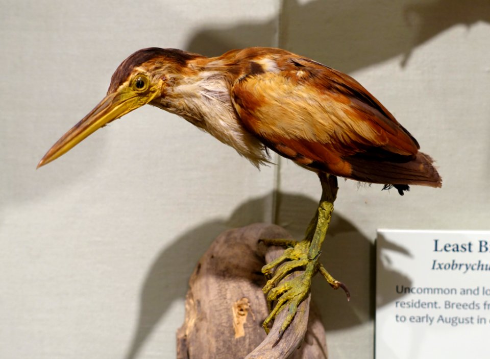 Ixobrychus exilis - National Museum of Natural History, United States - DSC00388