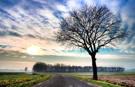 Sky winter trees cold photo