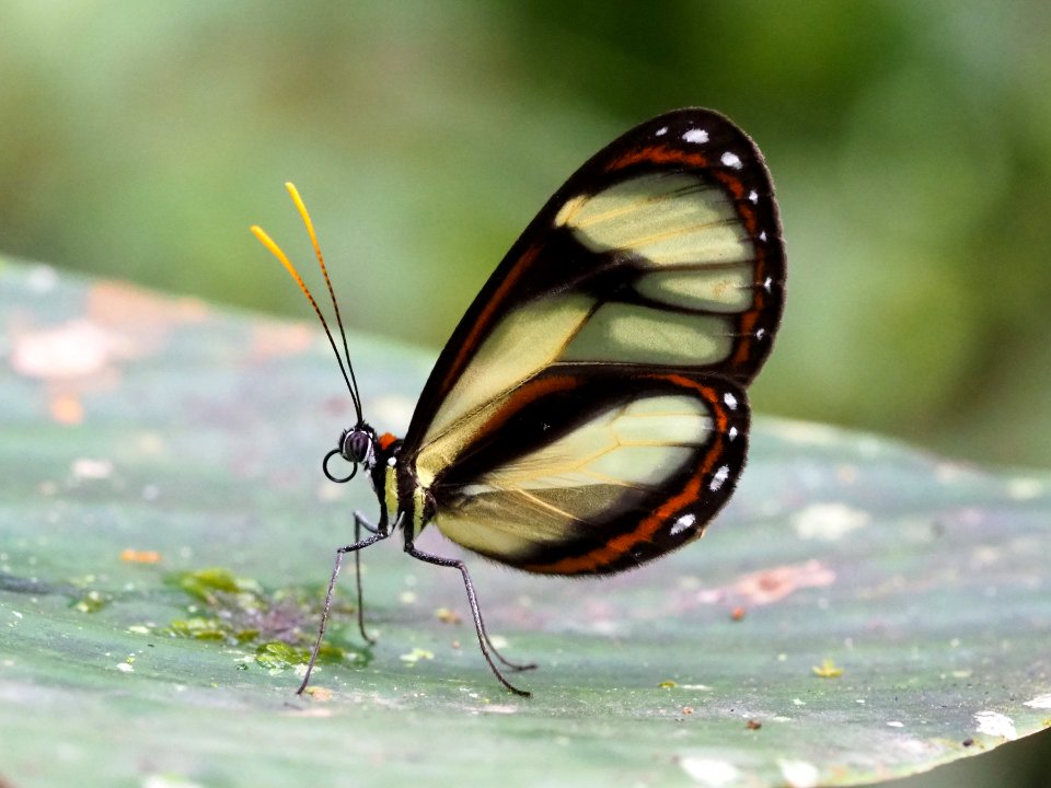 Ithomia salapia Ecuador