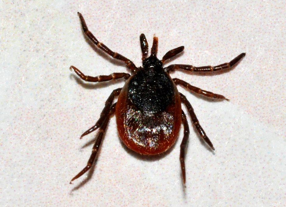 Ixodes-ricinus-03-fws