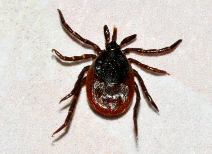 Ixodes-ricinus-03-fws