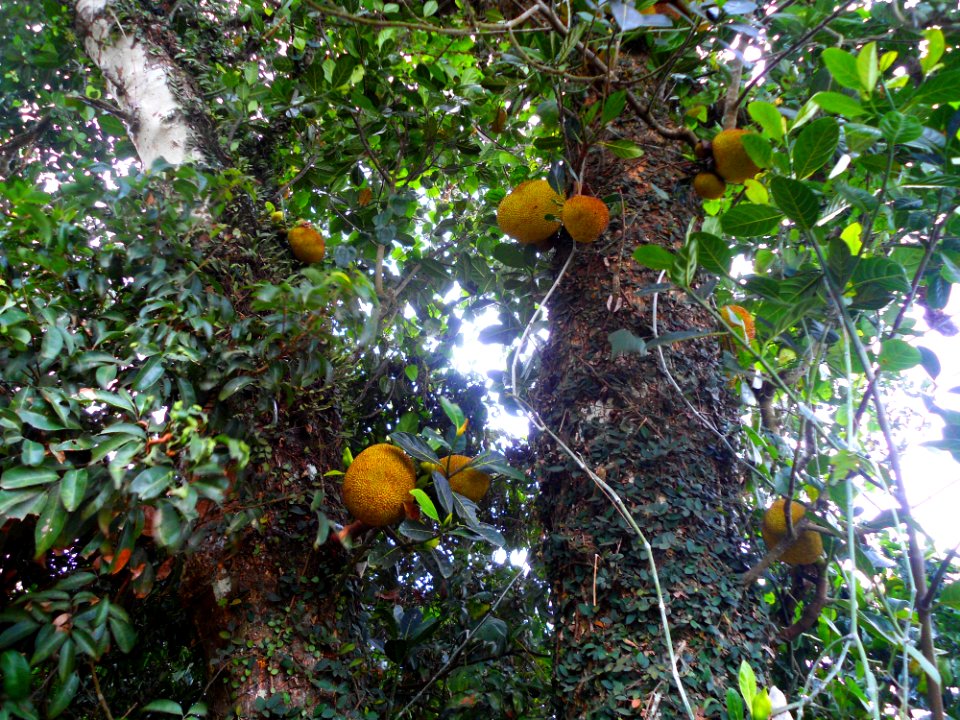 Jack fruit tree in Hainan - 01