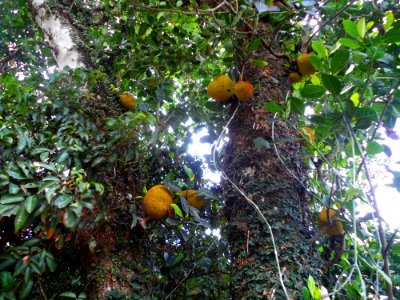 Jack fruit tree in Hainan - 01