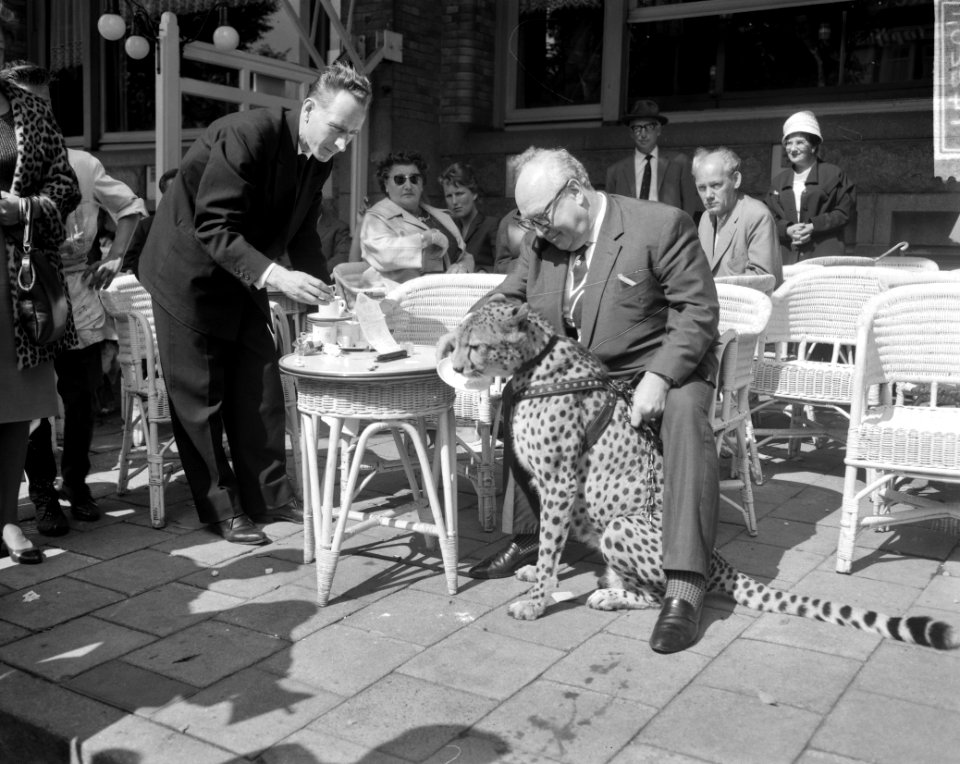 Jachtpanter van de Kalanagshow maakt wandeling door Amsterdam, Bestanddeelnr 914-2261