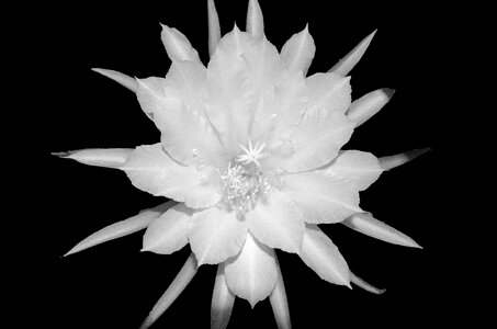 Blossom bloom desert plant photo