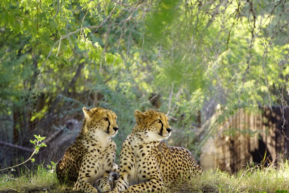 Cat wildlife nature