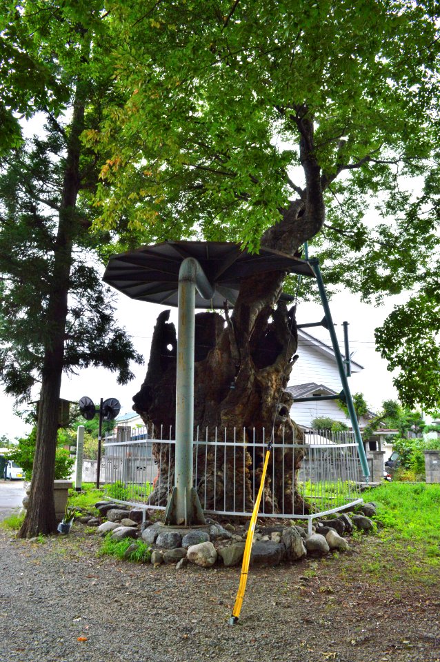 Iwa-jinja (Matsumoto) keyaki (left)