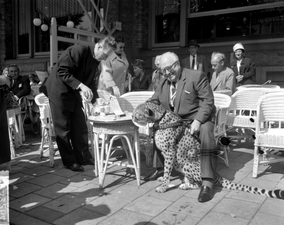 Jachtpanter van de Kalanagshow maakt wandeling door Amsterdam, Bestanddeelnr 914-2264