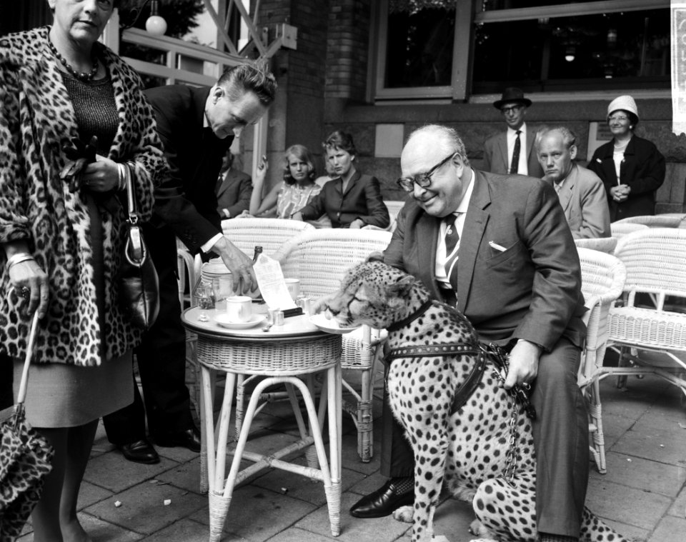 Jachtpanter van de Kalanagshow maakt wandeling door Amsterdam, Bestanddeelnr 914-2263