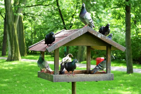 The dovecote park birds