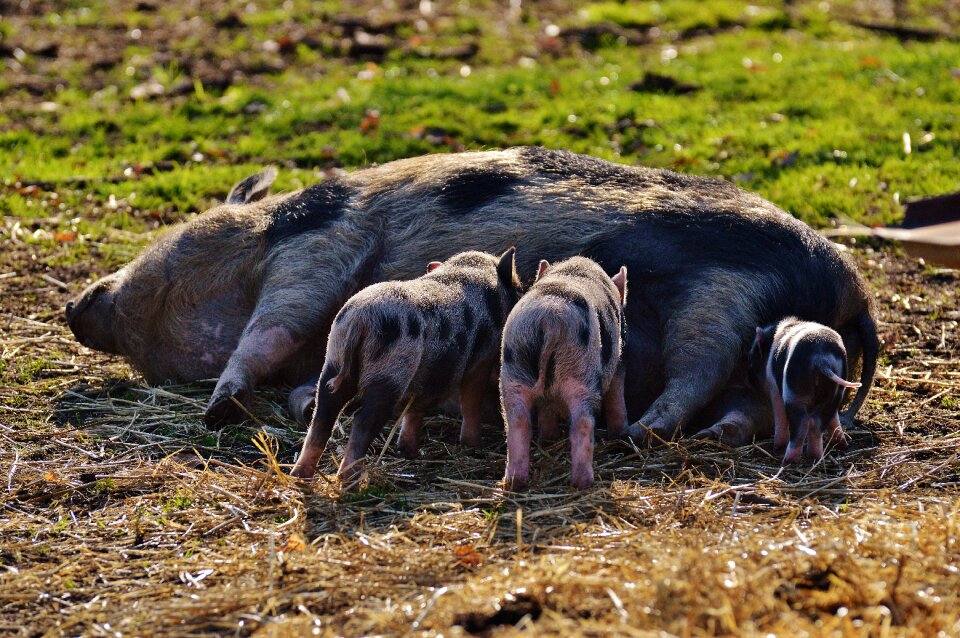 Young animals pig small
