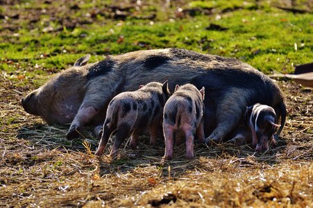 Young animals pig small photo