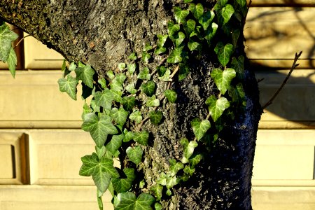 Ivy - Beacon Hill - Boston, MA - DSC02282