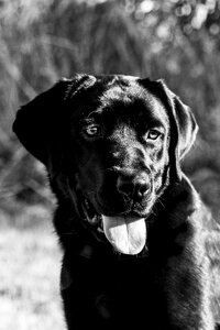 Happy black labrador
