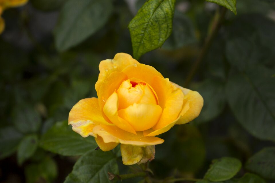 Garden rose blooms blossom