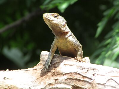 Lizard wild style