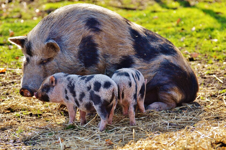 Young animals pig small