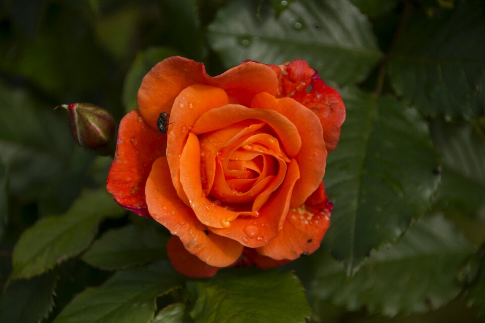 Bloom garden rose garden
