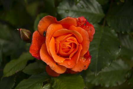 Bloom garden rose garden
