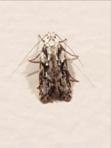 Izatha mesoschista Wellington 