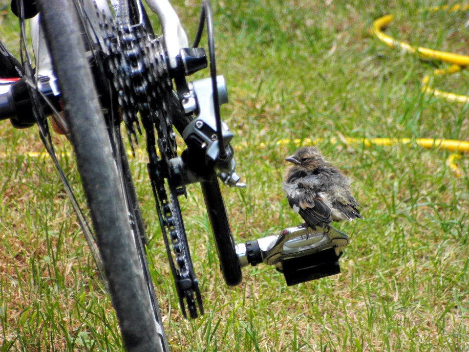 Bird bicycle italy