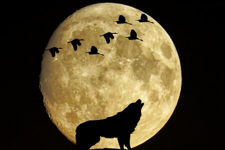 Birds wolf moonlight