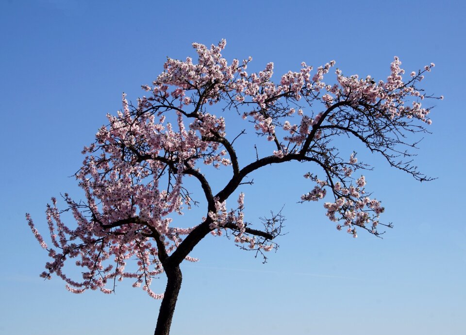 Gimmeldingen spring blossom