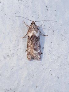 Izatha convulsella 105314104