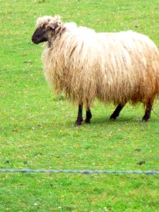 Izarra (Urkabustaiz) 28