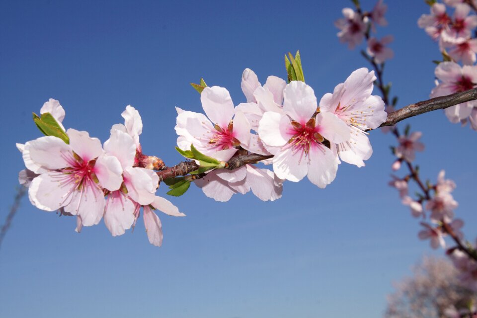 Gimmeldingen spring blossom