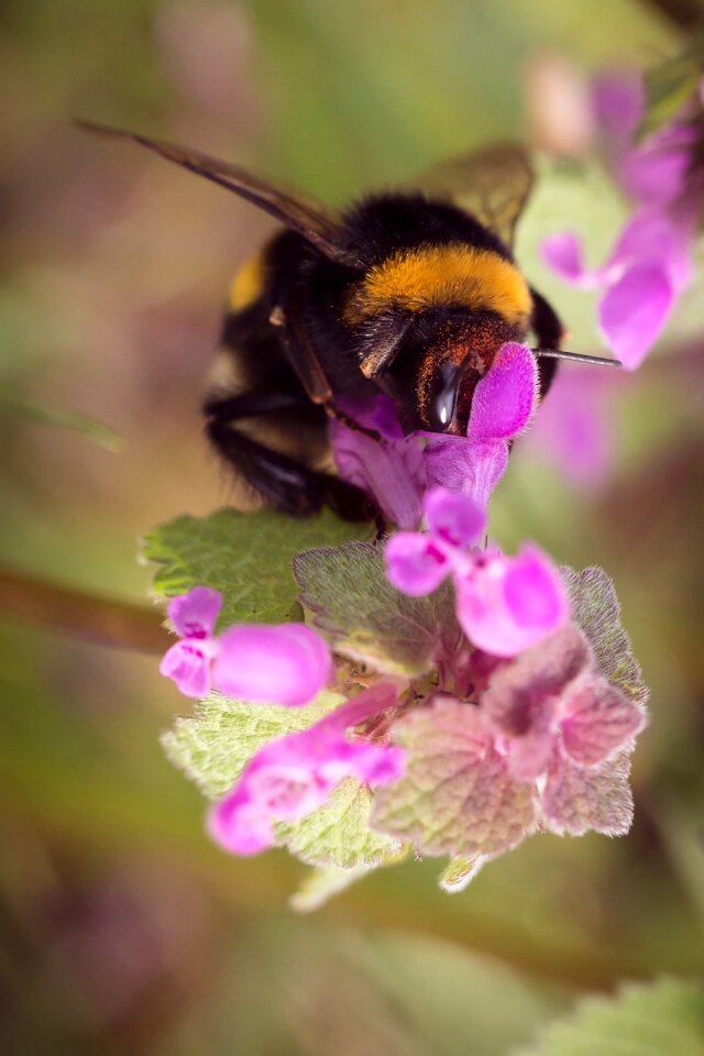 Nettles purple nature
