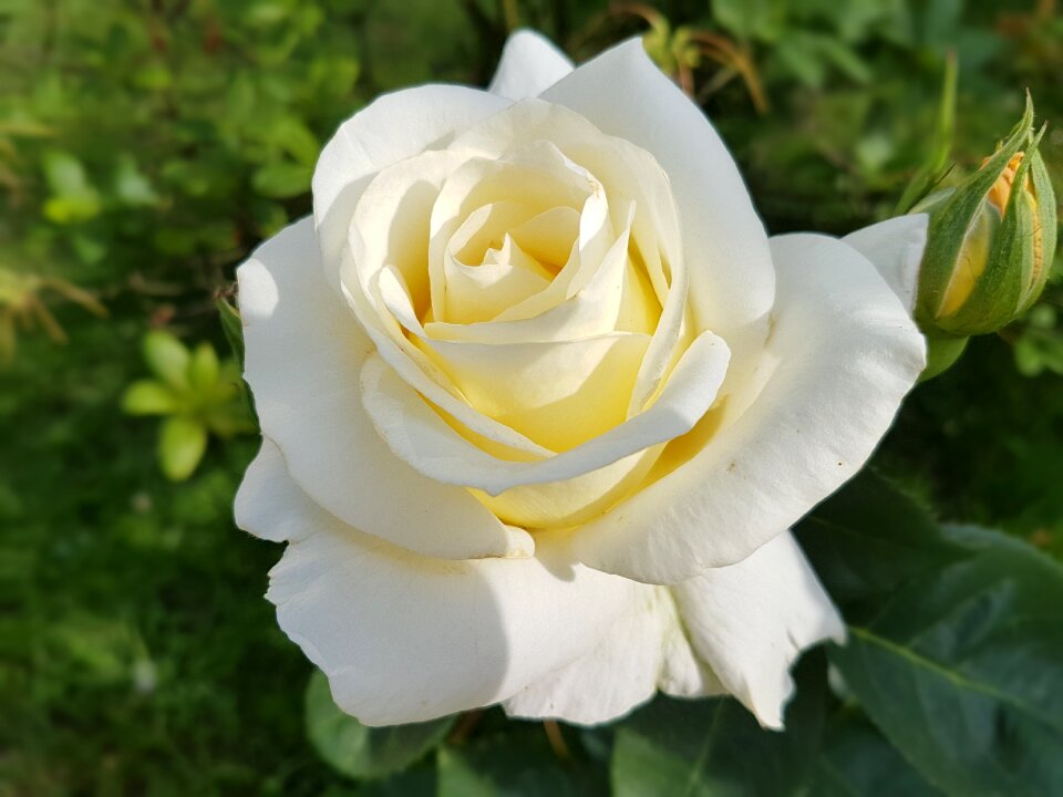 White rose flowers summer