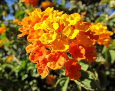 Colorful orange spring photo