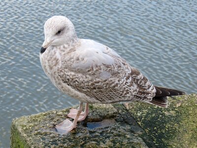 Seevogel animal water bird photo