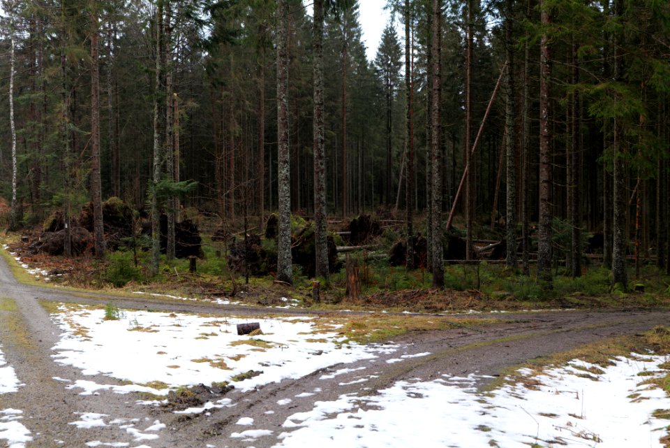 Jägerpfad Freudenstadt 2020-03-12 02