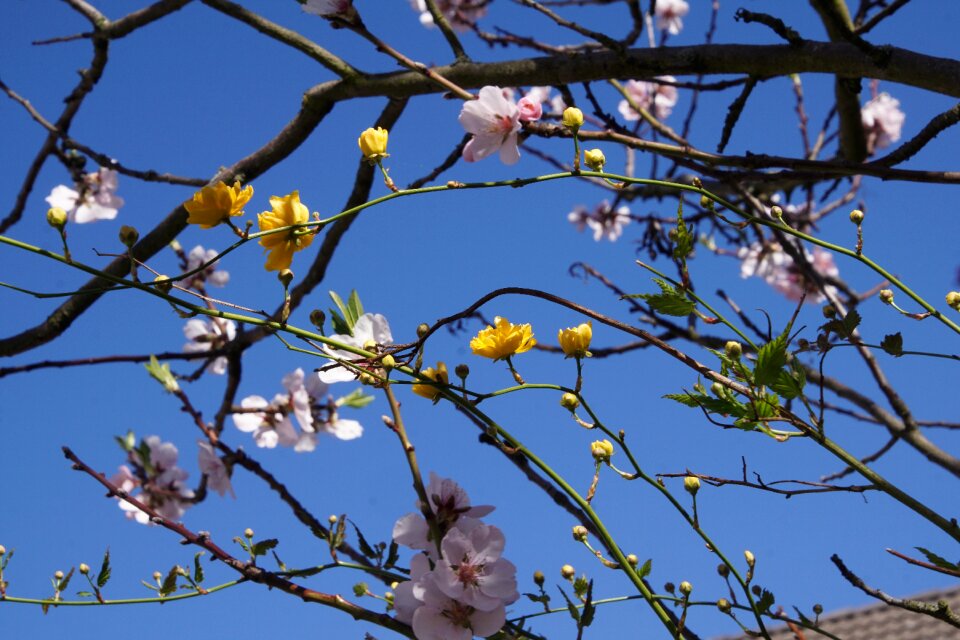 Gimmeldingen spring blossom