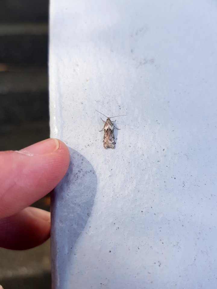 Izatha convulsella 105314140
