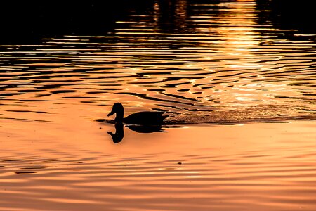 Duck mirroring wave motion