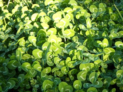 Meadow green lawn