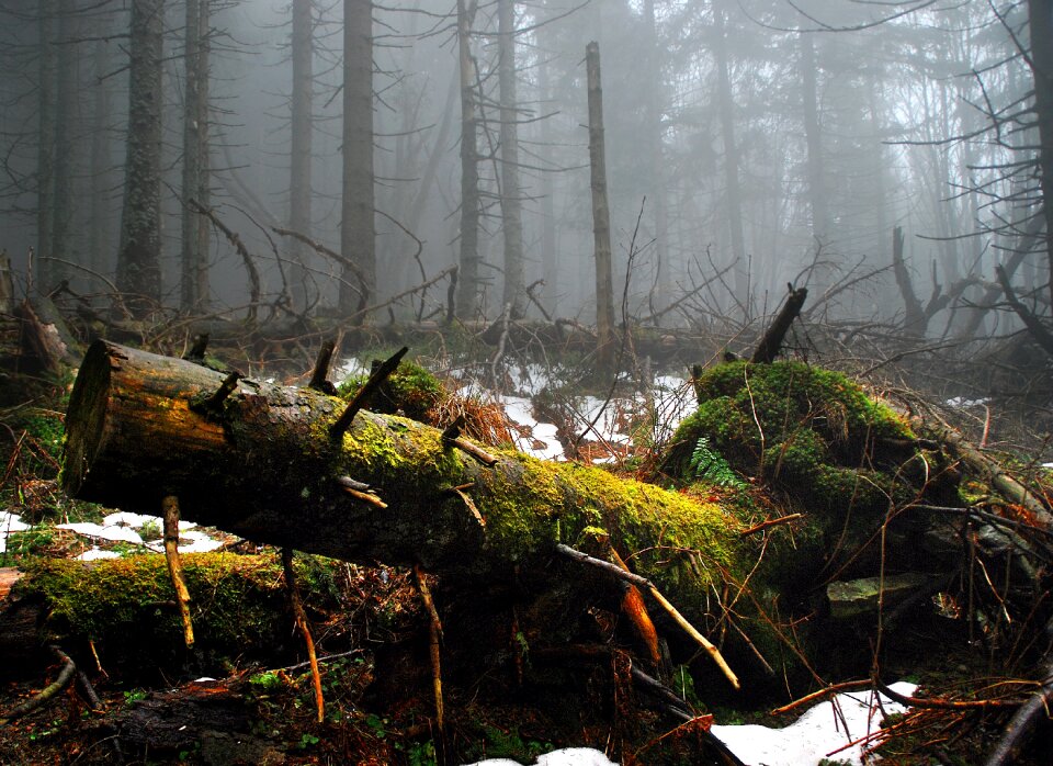 Mountains thrown down trunk
