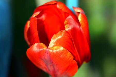 Figure chalices of flowers tulips photo