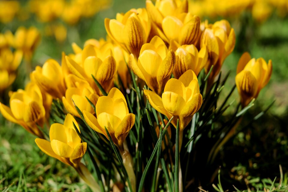 Yellow spring meadow
