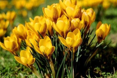 Yellow spring meadow photo