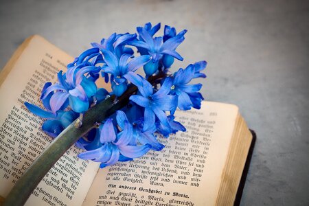 Fragrant flower flowers blue flower photo