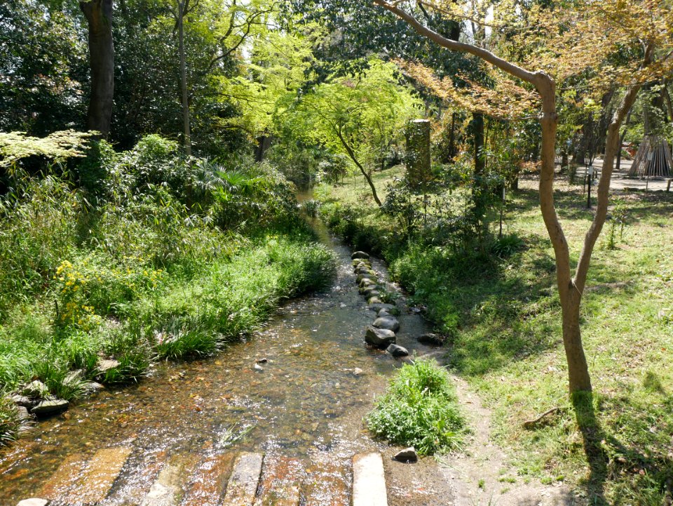 Izumi river in Shimogamo jinja shrine 20200405