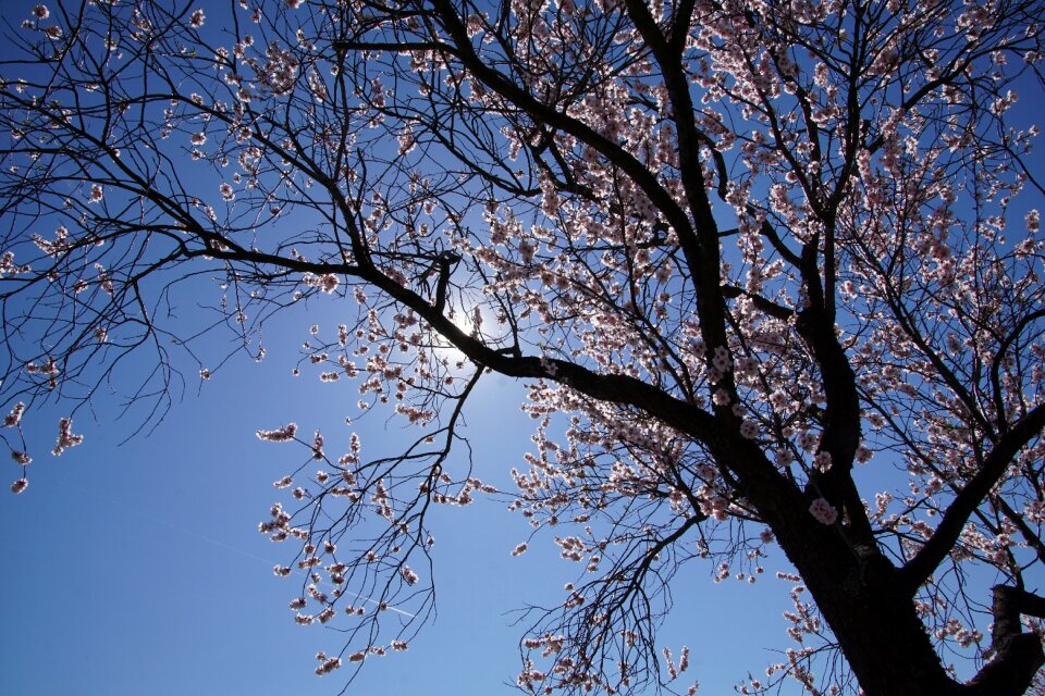 Gimmeldingen spring blossom