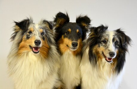 Blue merle dogs pets photo