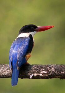 Kraten fish-eating birds nature