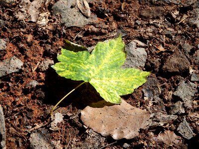 Summer nature foliage